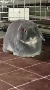 なっちゃんさん家のミックちゃん