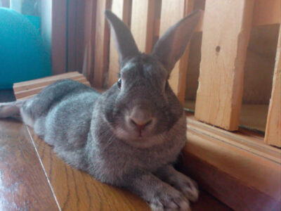 山口さん家のかるびくん