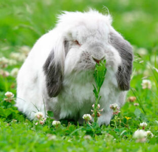 大福ママさん家の大福くん