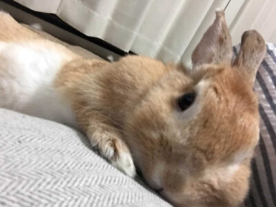 ちゃたママさん家のちゃたまるちゃん