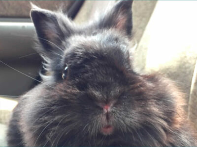 らー君さん家のノワールくん