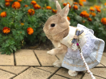 MKさん家のそるとちゃん