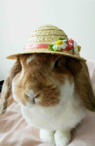 まぁちゃんさん家のりんごちゃん