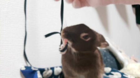 Rabiさん家のちょこちゃん