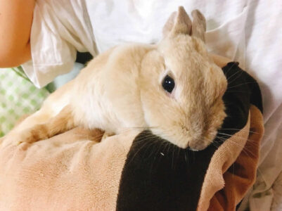 ゆみたんさん家のモカしゃんちゃん