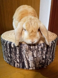 オレン親さん家のオレンくん