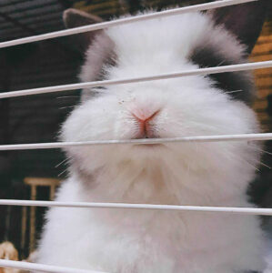 奔奔さん家のpikaちゃん