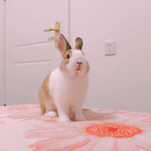 Dianaさん家のBenくん