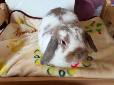 ゆうさん家のまゆちゃん