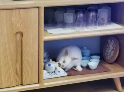 金火火さん家の张皮蛋くん