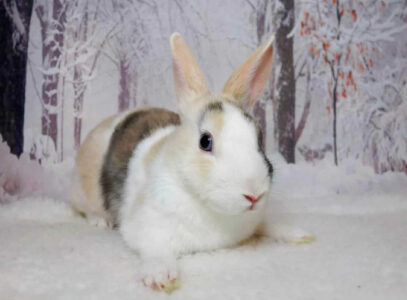 友希(ゆき)さん家のらんらんちゃん