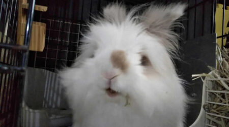 ぴぴうさぎさん家の陽向くん