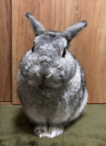 ももさん家のおでんくん