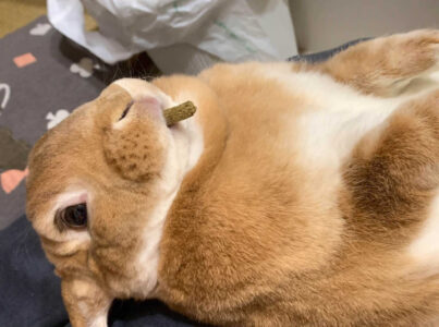 ささきさん家のたむくん