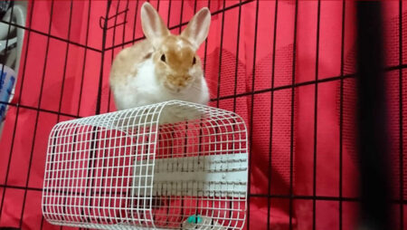 山口さん家のろーすちゃん