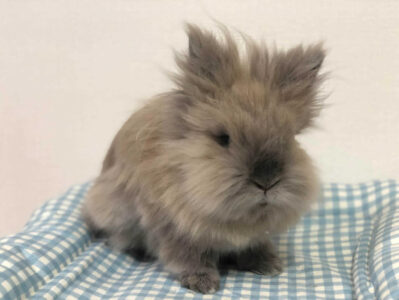 のあくんママさん家ののあくん