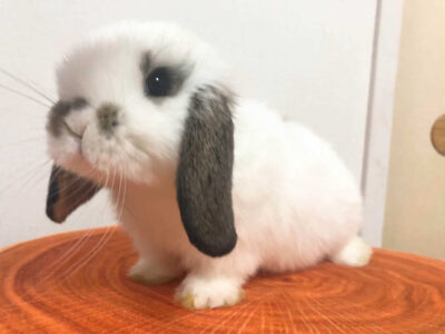 ゆきちゃんママさん家のゆきちゃん