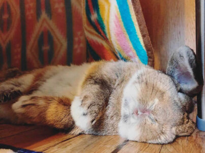 ボブヲのママさん家のボブヲくん