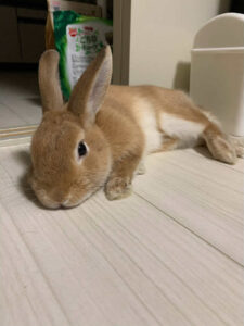 中村みきさん家のがやくん