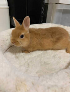 中村みきさん家のたわしちゃん