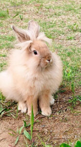 まりんさん家のこまちちゃん