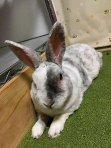 ぴらたさん家のめめ汰くん