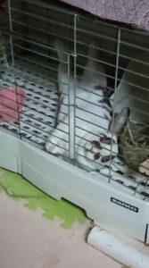 まろさん家のチェスナちゃん