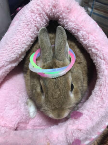 bromeliaceaeさん家のきなちゃん