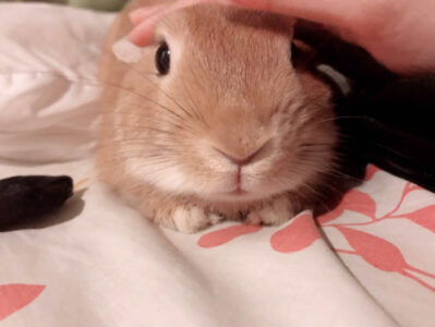 かっぢゃさん家のれもくん