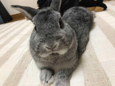 Kinさん家のおでんくん