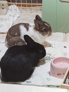 はやしうめはるさん家の春凪(はるな)と梅吉くん