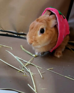 ししょうさん家のしのぶちゃん