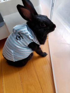 ししょうさん家のまなぶくん