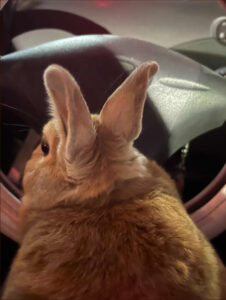 谷崎真弓さん家のパールくん