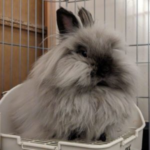 東山さん家のモアちゃん