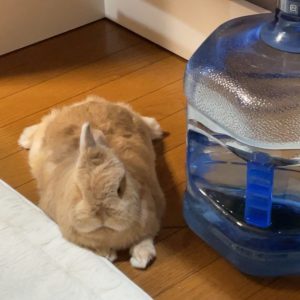 池亀さん家のるなちゃん