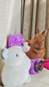 ちゃるはんさん家のうにまるちゃん