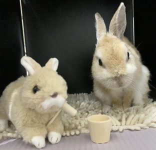 もってぃさん家のルーちゃんくん