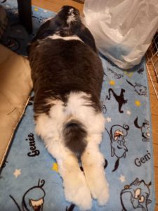 しろみのママさん家のしろみちゃん