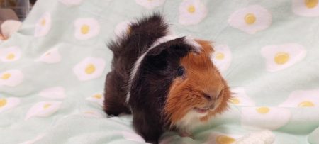 ママ子さん家のおむすび丸くん