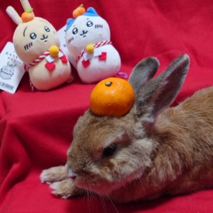 KKさん家のサイモンくん