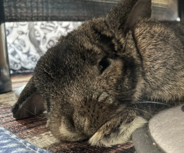 ちくわさん家のがんもちゃん