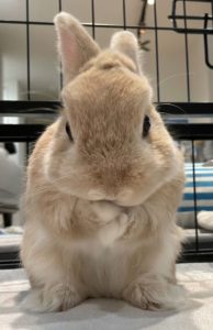 直子さん家の茶々丸くん