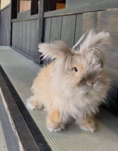 とおりすがりのけだまの母さん家のもふたくん