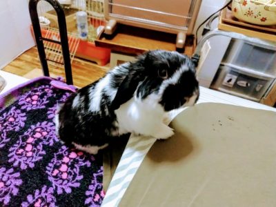 さすけラブさん家のさすけくん