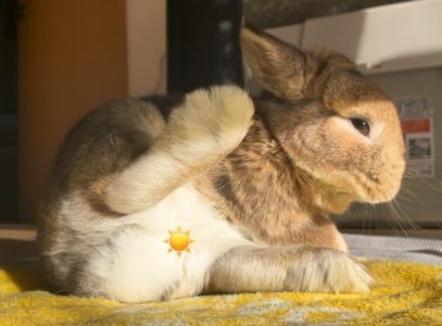 ちくわさん家のちくわくん