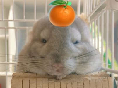 せつなさん家のひめちゃん