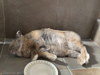 まろぜんさん家のロシェくん