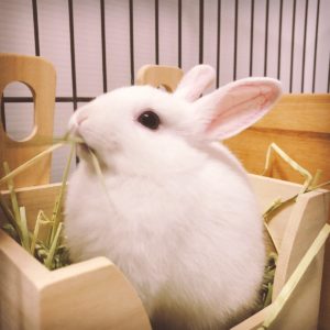 はくとの母さん家の白兎(はくと)くん