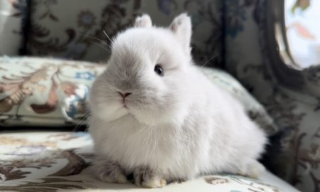 みうさん家のみぃちゃん